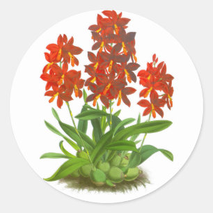 Redonda Naranja Red Orchid Flower_GC - Pegatina