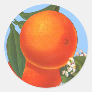 Redonda Naranjas sobre el Pegatina de arte de la cosecha a
