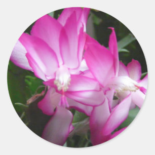 Redonda Navidades Cactus Flowers Pegatina