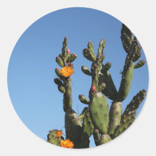 Redonda Nopal de floración Cactus Opuntia Pegatina