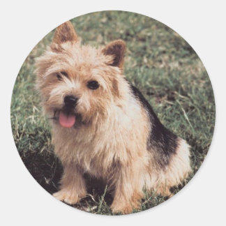 Redonda Norwich Terrier Pegatina