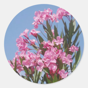 Redonda Oleander Pegatina