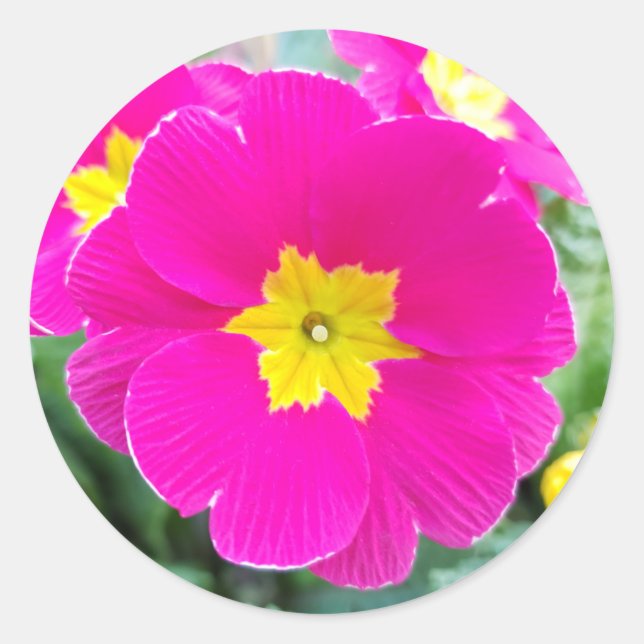 Redonda Pansy rosa en el Pegatina redondo Park Classic (Anverso)