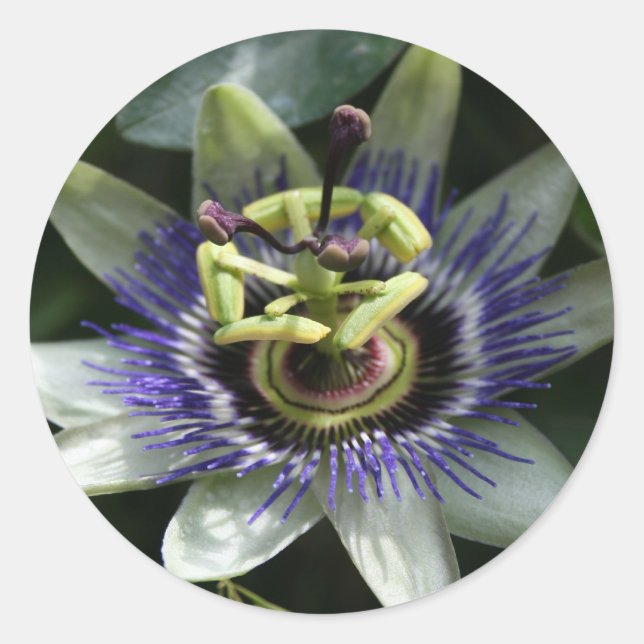 Redonda Passiflora Fleur de la Passion Round Pegatina (Anverso)