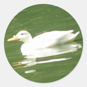 Redonda Pato en el Pegatina de agua