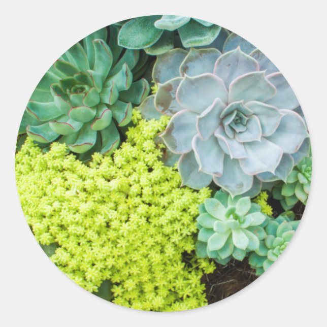 Redonda Pegatina (Anverso)