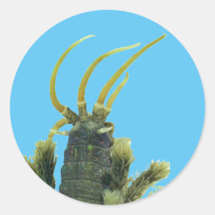 Redonda Pegatina 1 del gusano