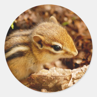 Redonda Pegatina Adorable de Chipmunk