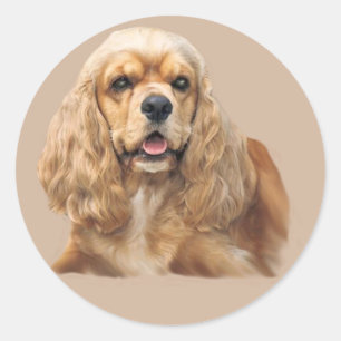 Redonda Pegatina adorable de cocker spaniel apenas