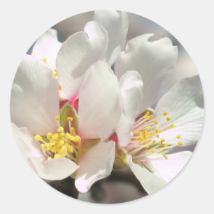 Redonda Pegatina Almond Blossoms