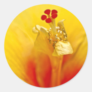Redonda Pegatina amarillo de Hibiscus