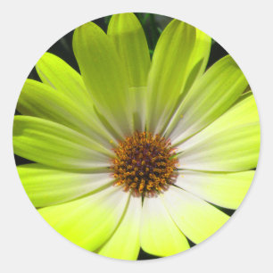 Redonda Pegatina amarillo fluorescente de la margarita afr
