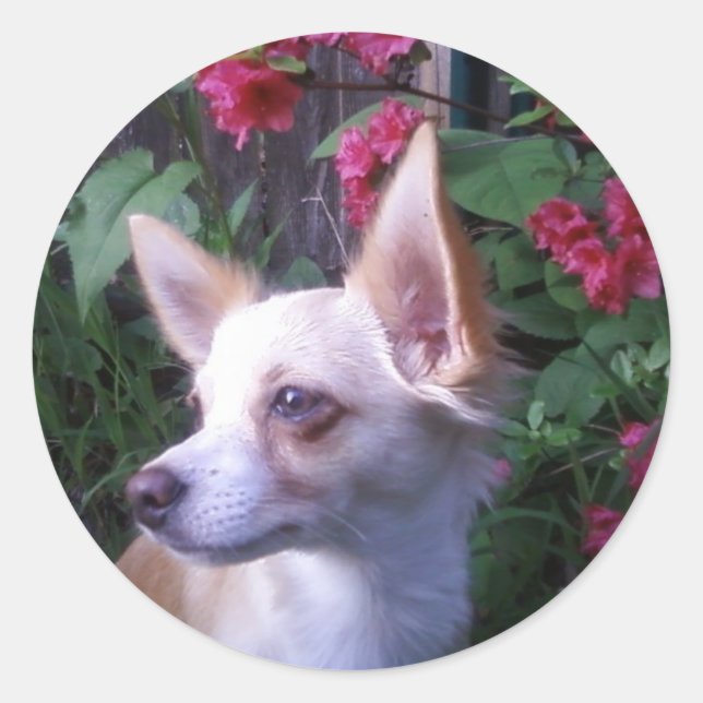 Redonda pegatina "Añadir tu propia foto" (Anverso)