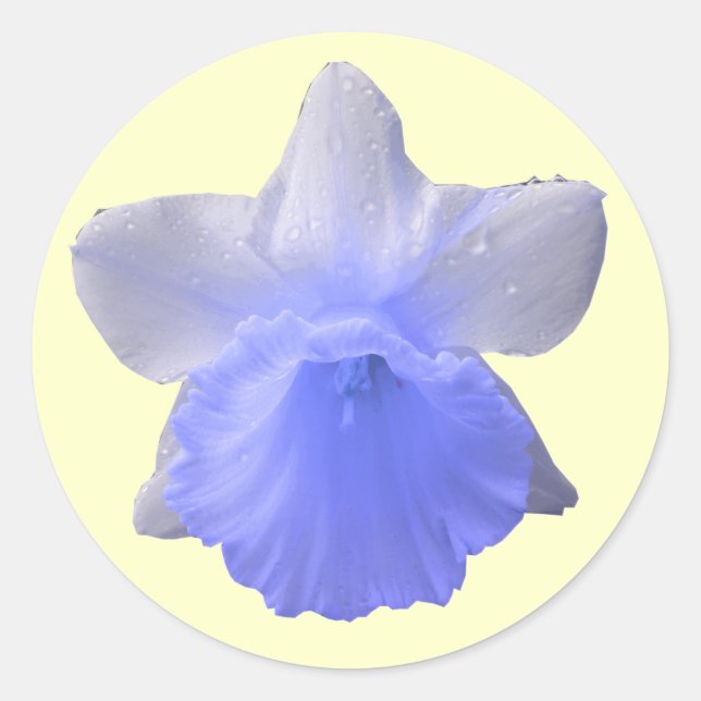 Redonda Pegatina Azul Daffodil (Anverso)