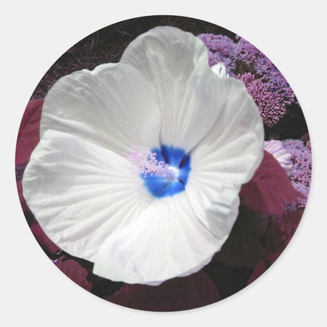 Redonda Pegatina azul de Hibiscus - Personalizable (Anverso)