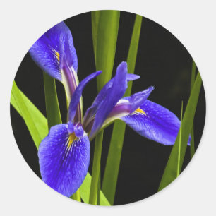 Redonda Pegatina azul del iris