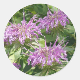 Redonda Pegatina Bergamont Bee Balm