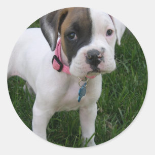 Redonda Pegatina blanco del perrito del boxeador