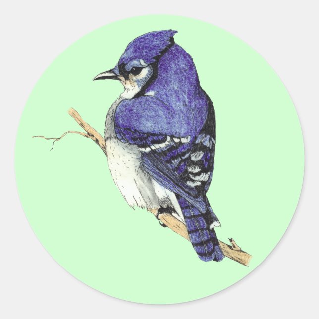 Redonda Pegatina Bluejay (Anverso)