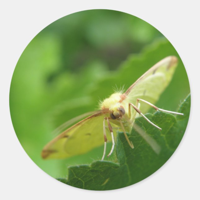 Redonda Pegatina Brimstone Moth (Anverso)