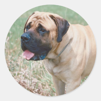 Redonda Pegatina Bullmastiff