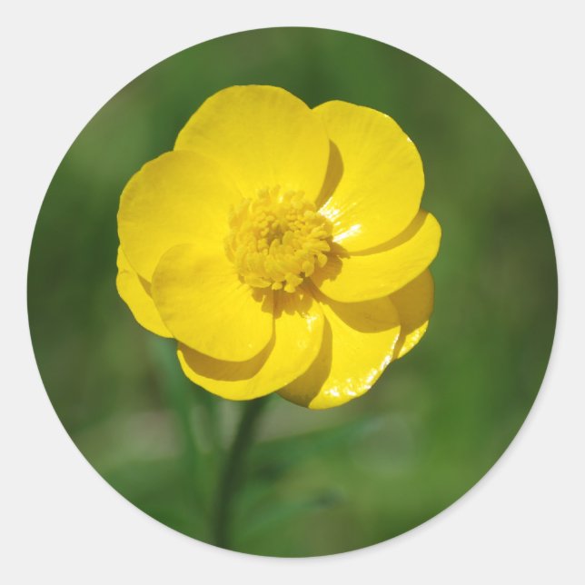 Redonda Pegatina Buttercup (Anverso)