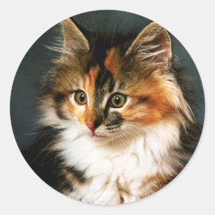 Redonda Pegatina Calico Kitten