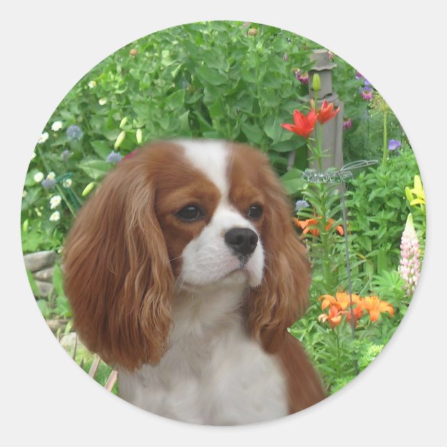 Redonda Pegatina Cavalier King Charles Spaniel (Anverso)