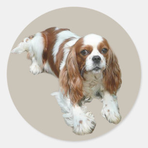 Redonda Pegatina Cavalier King Charles Spaniel