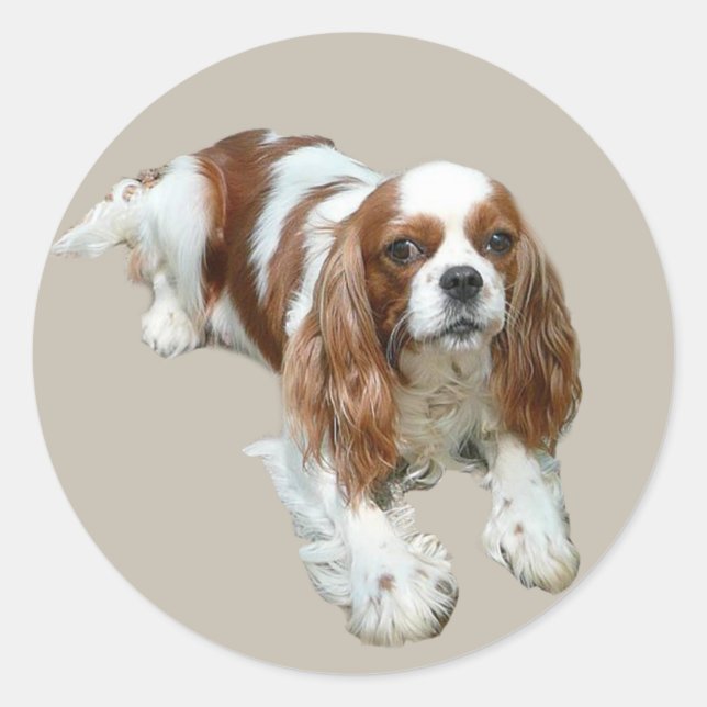 Redonda Pegatina Cavalier King Charles Spaniel (Anverso)