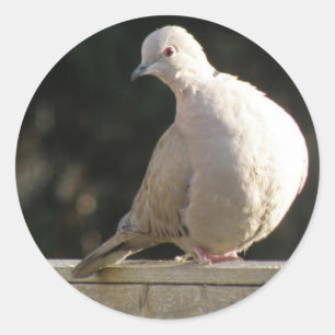 Redonda Pegatina Collared Dove