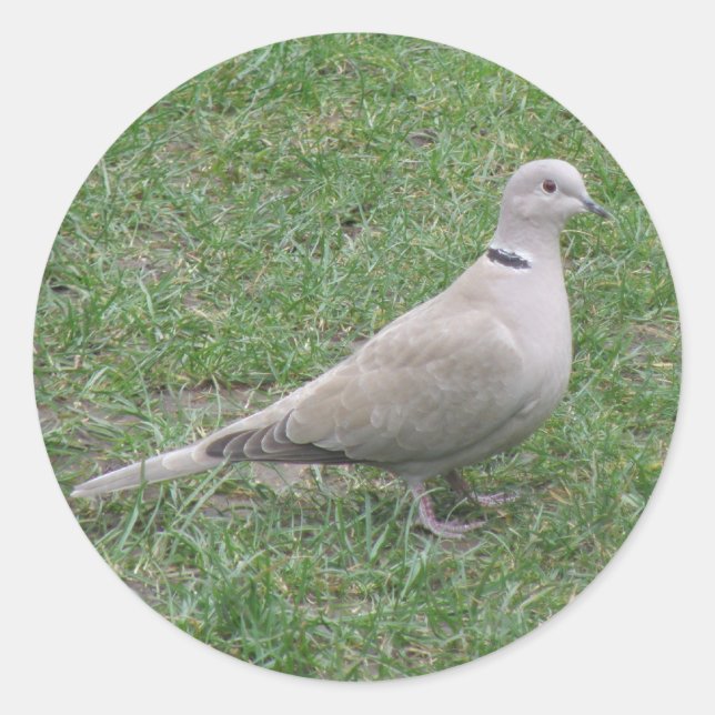 Redonda Pegatina Collared Dove (Anverso)