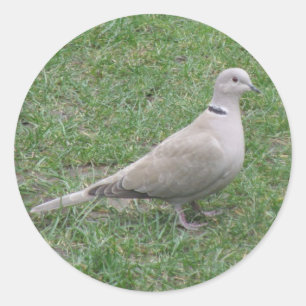 Redonda Pegatina Collared Dove