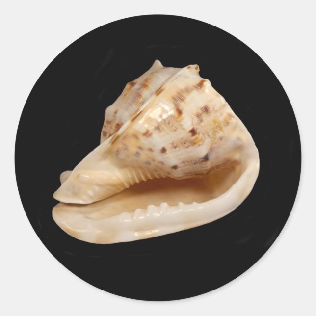 Redonda Pegatina Conch Shell (Anverso)