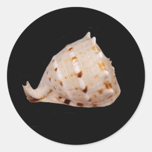 Redonda Pegatina Conch Shell