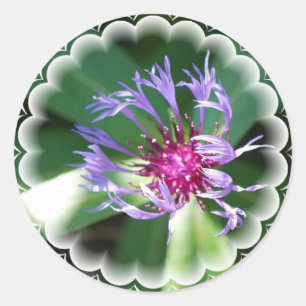 Redonda Pegatina Cornflowers