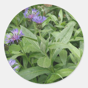 Redonda Pegatina Cornflowers