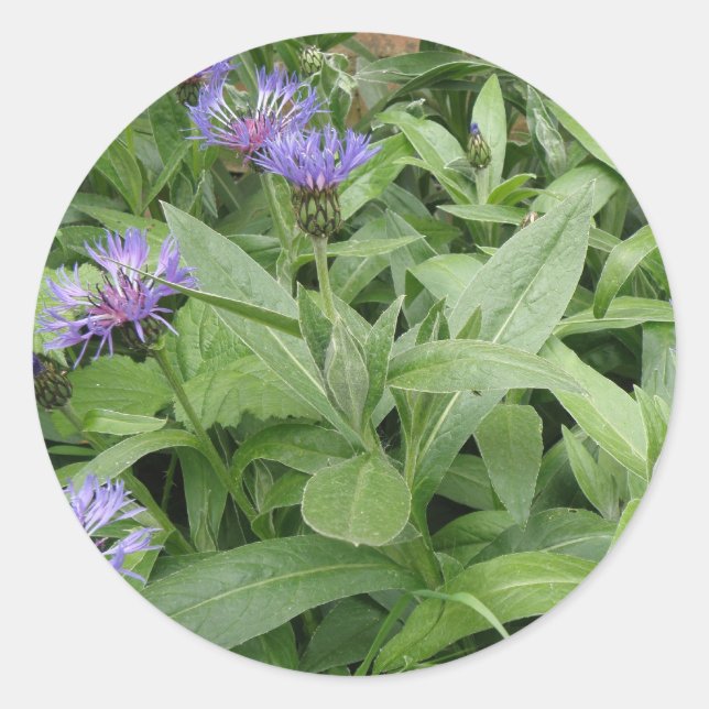 Redonda Pegatina Cornflowers (Anverso)