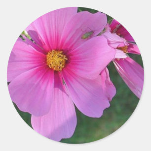 Redonda Pegatina Cosmos