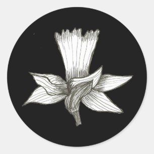 Redonda Pegatina Daffodil