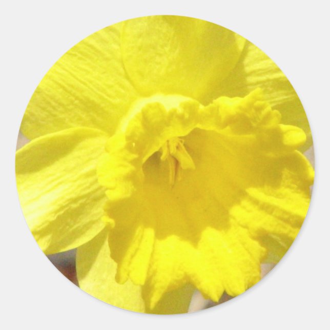 Redonda Pegatina Daffodil Classic (Anverso)