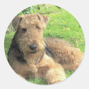 Redonda Pegatina de Airedale Terrier