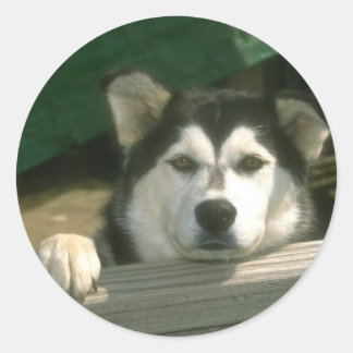 Redonda Pegatina de Alaskan Malamute