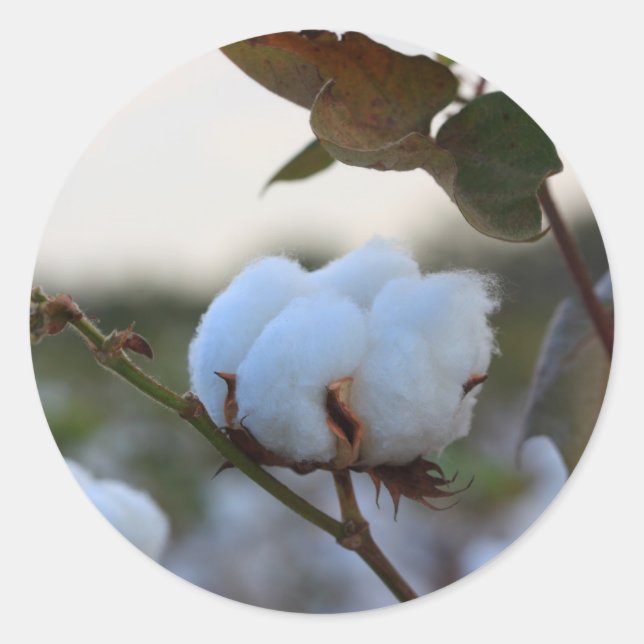 Redonda Pegatina de algodón (Anverso)