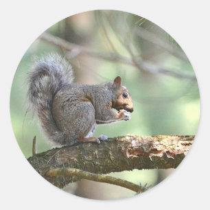 Redonda Pegatina de almuerzo para comer ardillas