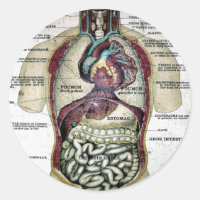Pegatina de Anatomía Francesa Vintage