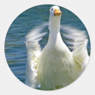 Redonda pegatina de aplausos de pato