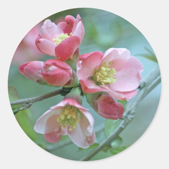 Redonda Pegatina de Apple Blossom #P0356 (Anverso)