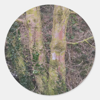 Redonda Pegatina de árboles espejo