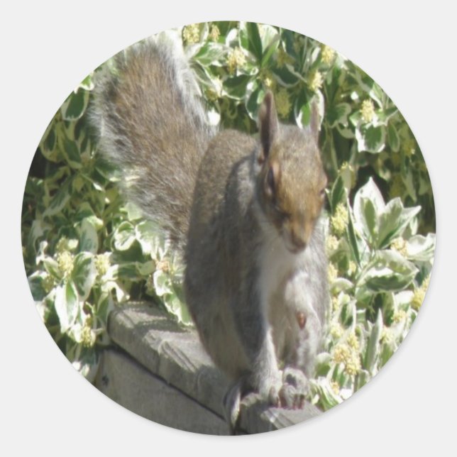 Redonda Pegatina de ardilla (Anverso)